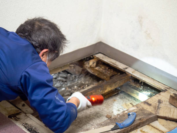 Best Toxic Mold Removal  in Maytown, PA