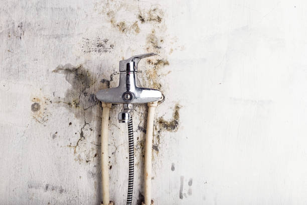Best Commercial Mold Removal  in Maytown, PA