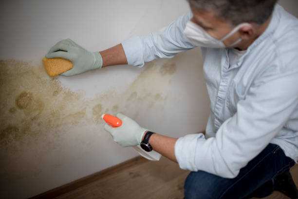 Best Attic Mold Removal  in Maytown, PA