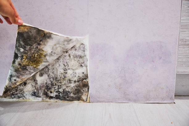 Mold Removal Process in Maytown, PA